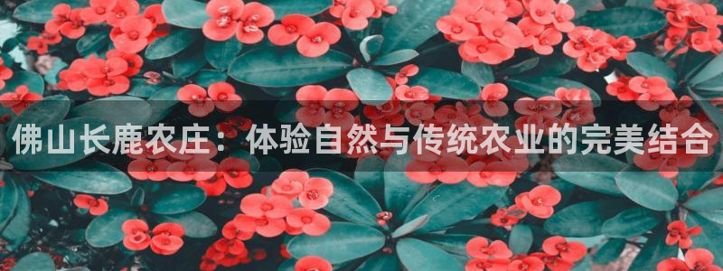 天辰娱乐1956