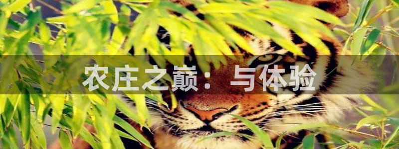 天辰娱乐链接