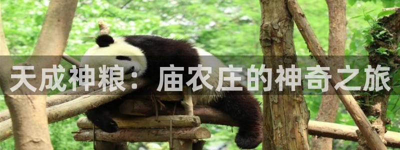 天辰娱乐游戏平台怎么样